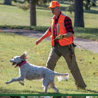 Hunting Dog